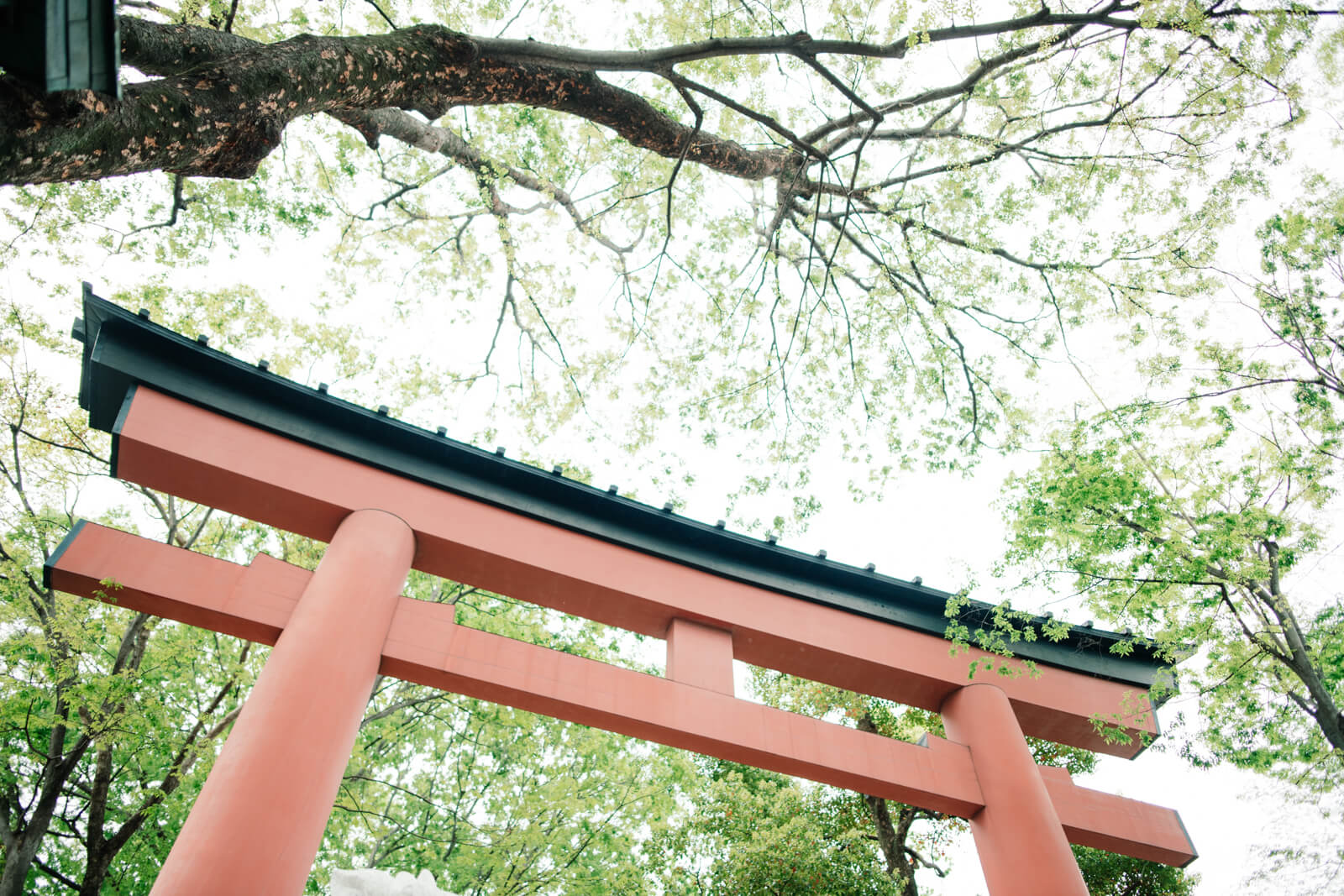 大宮氷川神社　大宮八幡宮　参道の鳥居