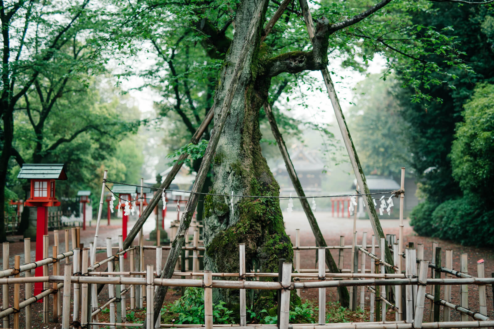 鷲宮神社 霧がでている境内 御神木