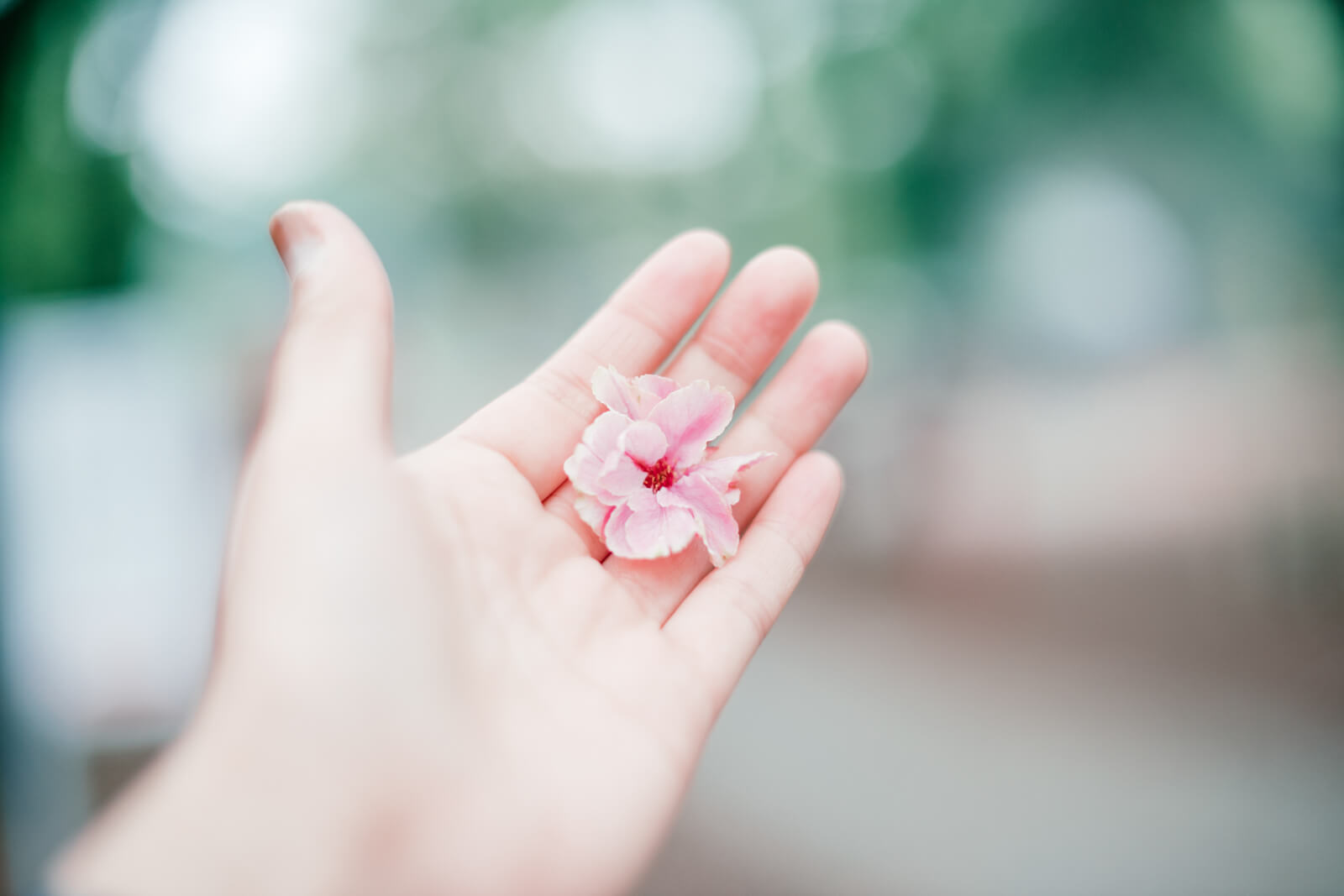 鷲宮神社 境内 花