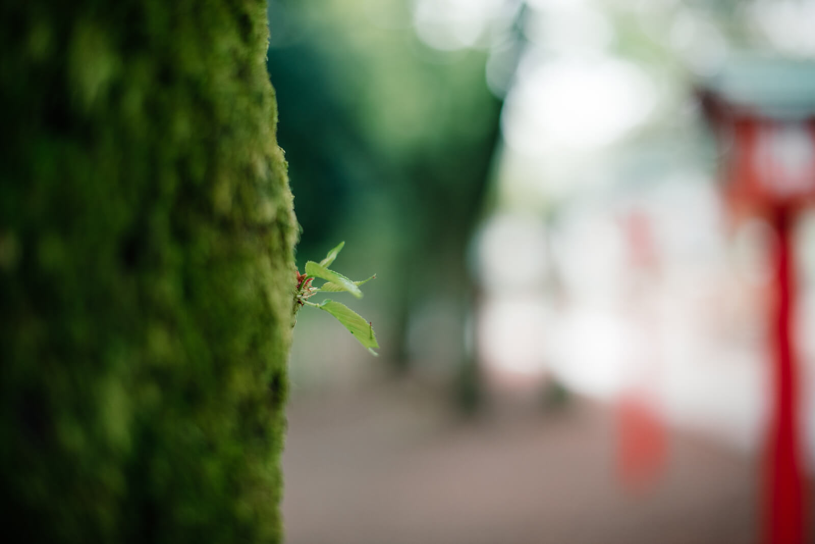鷲宮神社 新芽 御神木