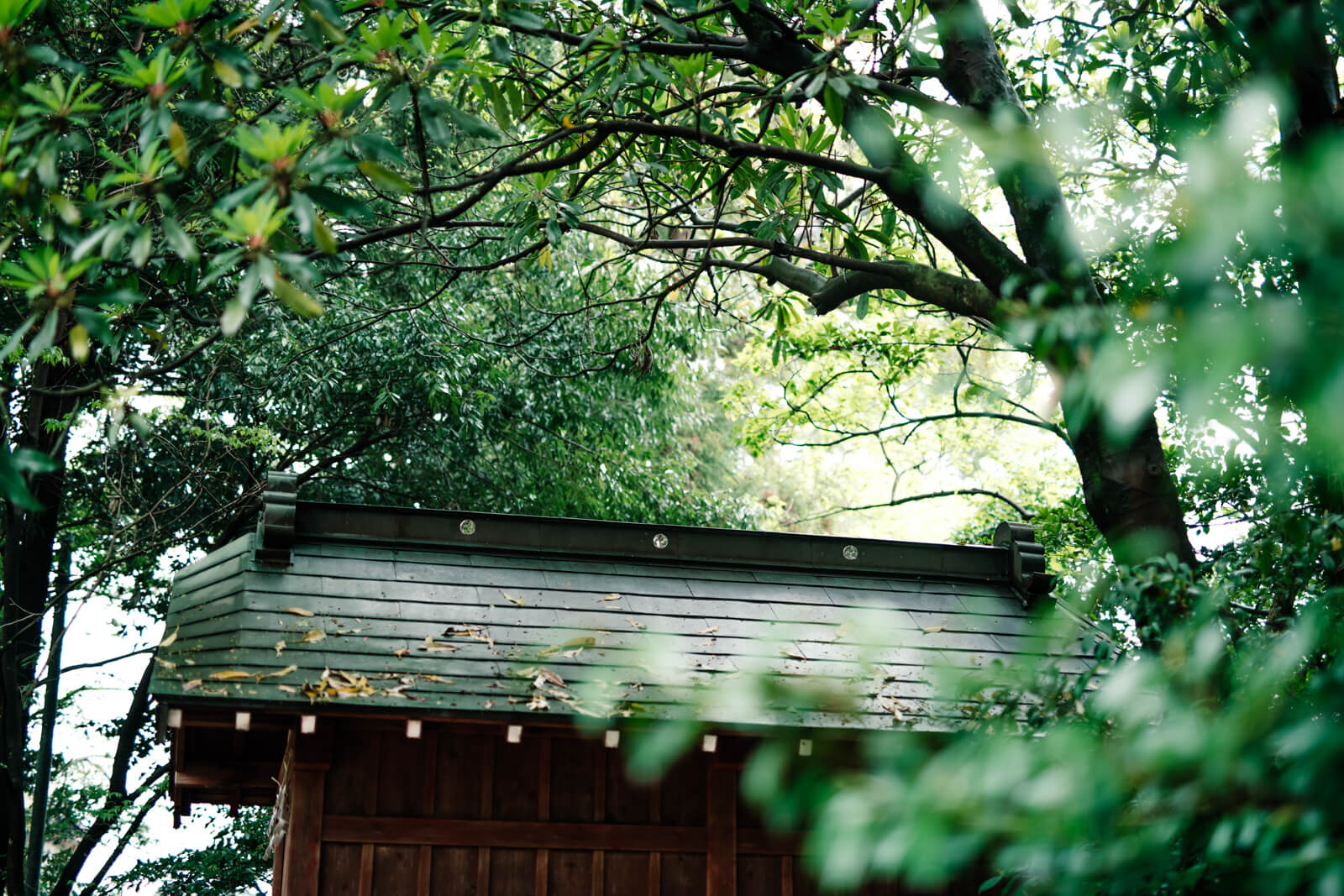 鷲宮神社 雨上がりの境内