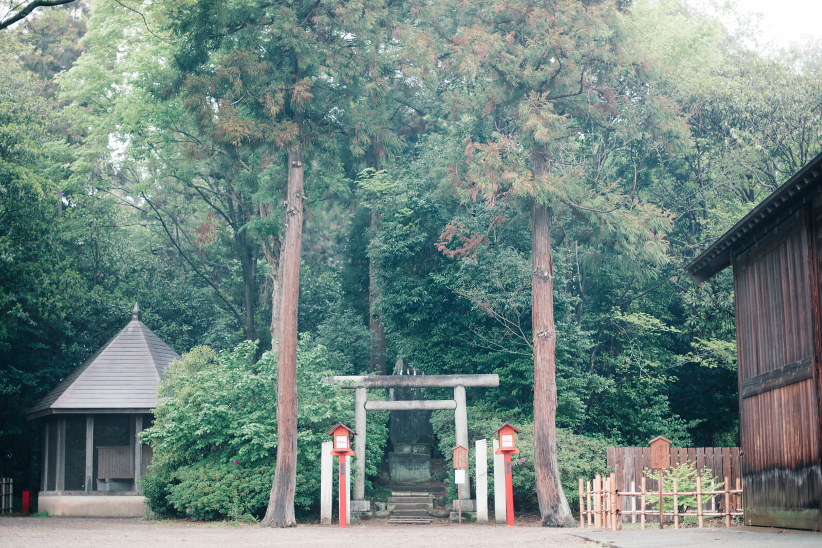 鷲宮神社 鳥居 杉の木