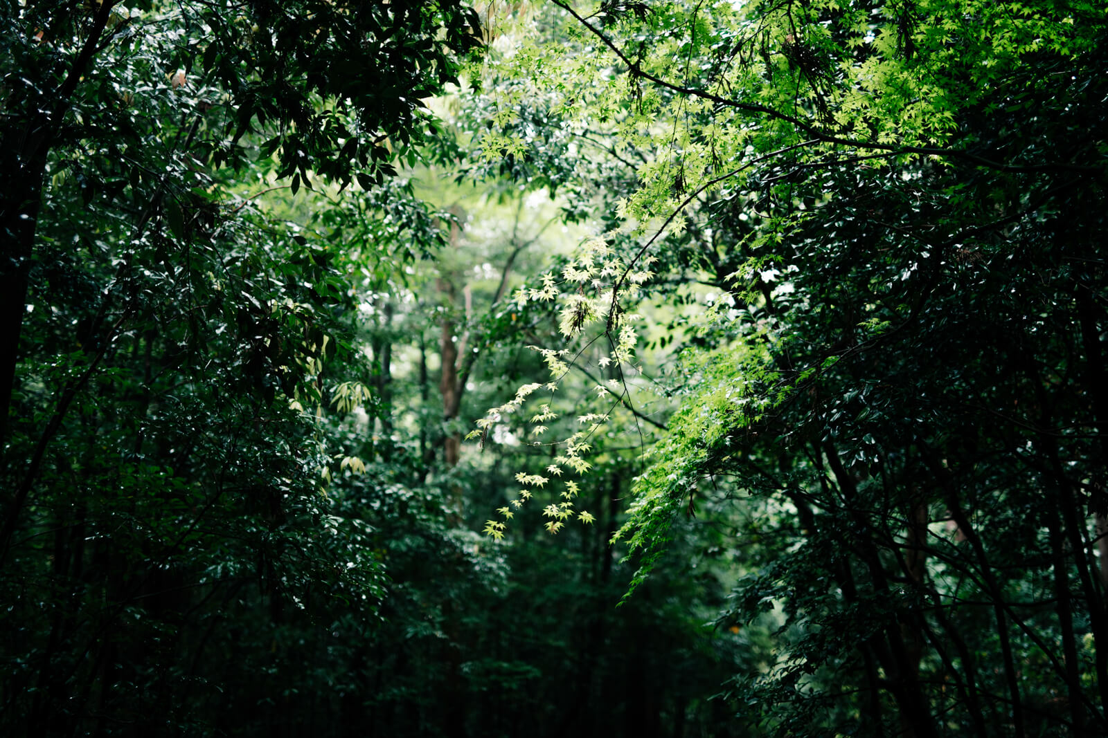 鷲宮神社 森の木々 霧