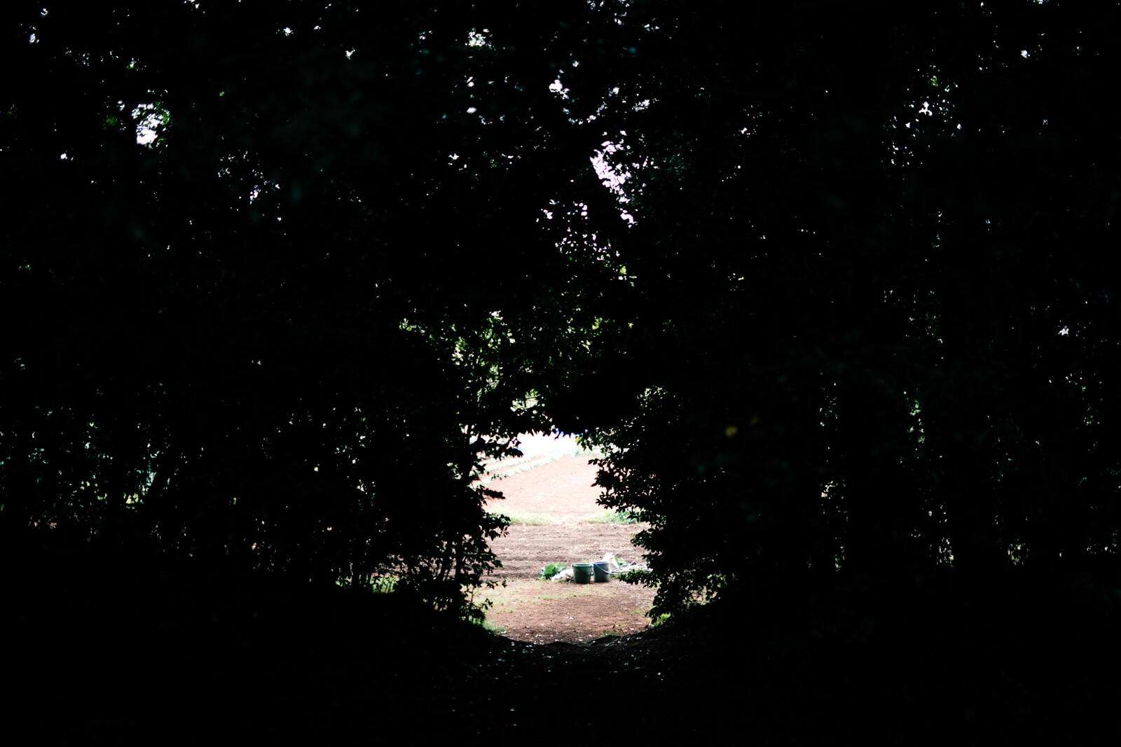 鷲宮神社 裏道 畑