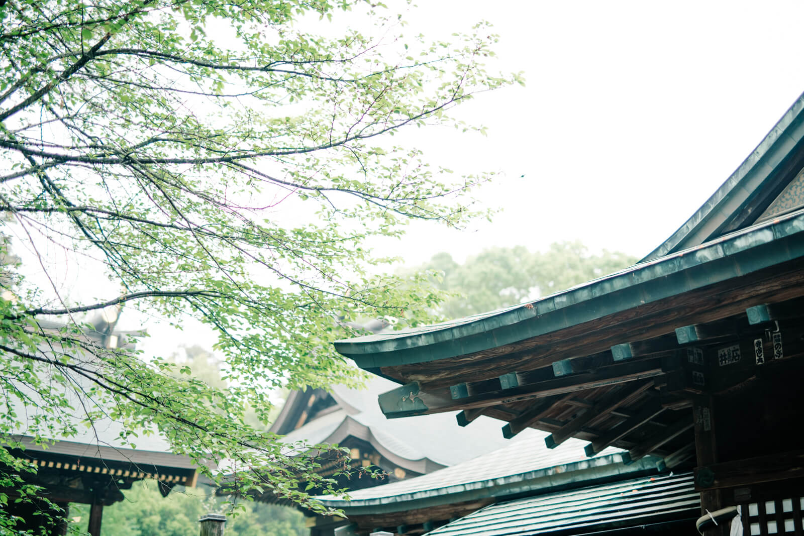 鷲宮神社 霧 木々本殿