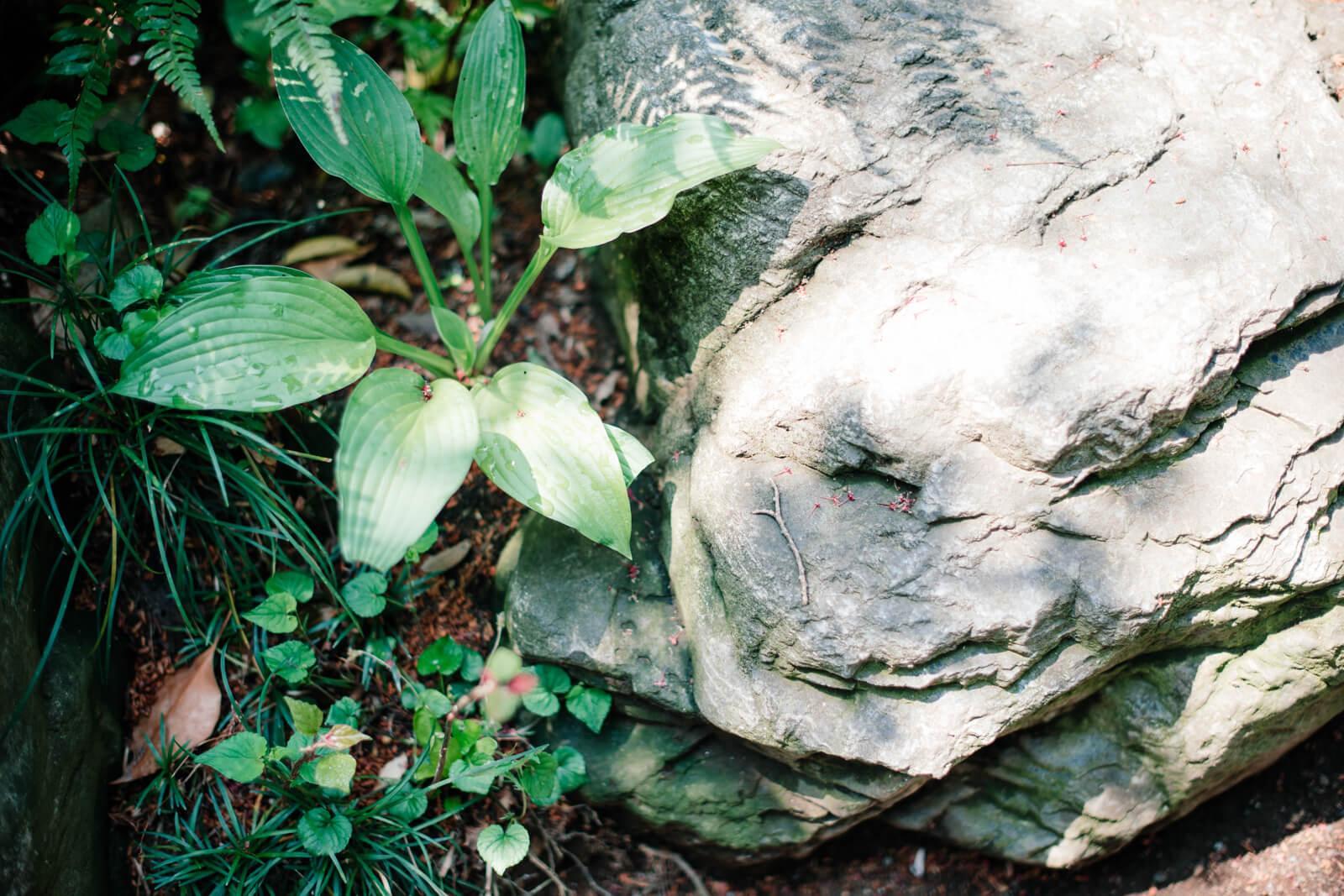 高麗神社にある自然 葉っぱ