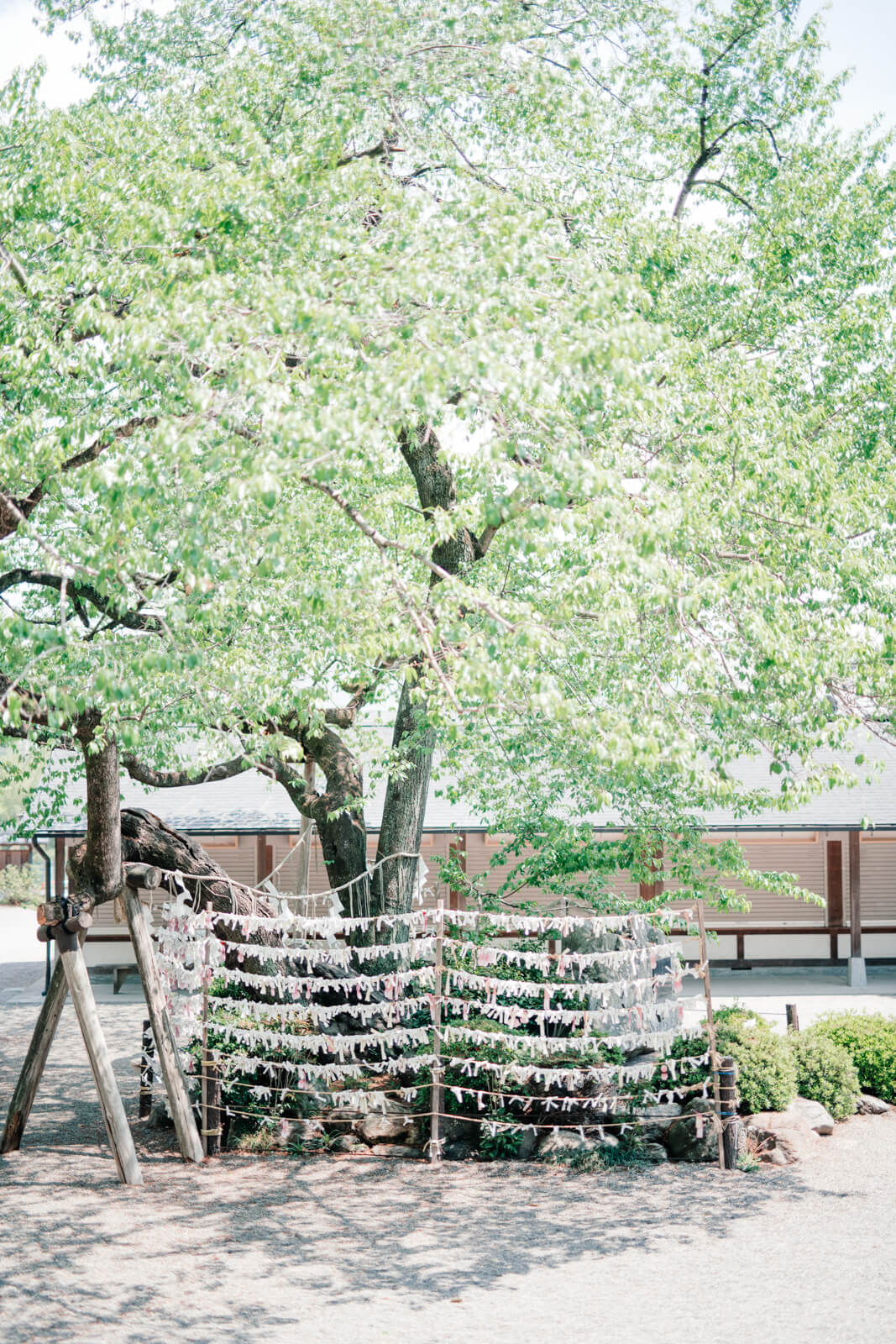 高麗神社のおみくじ結び所 木陰が綺麗