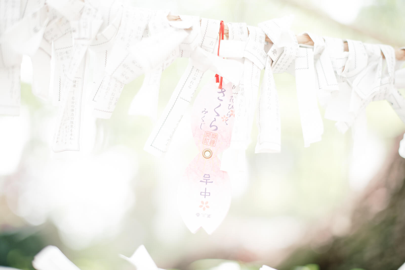 高麗神社のおみくじ結び所 さくらみくじ