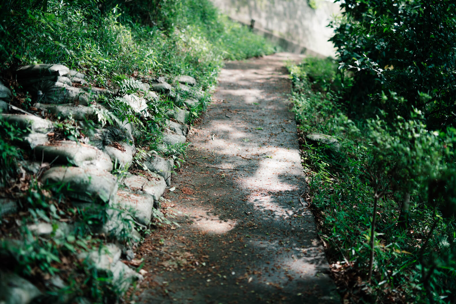 狭山八幡神社の脇道