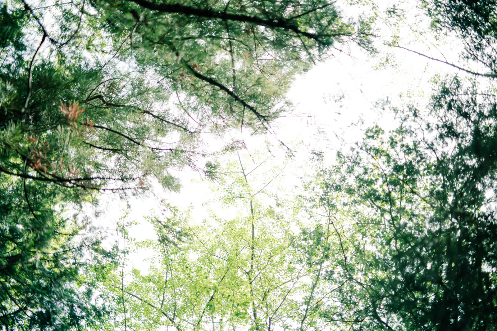 狭山八幡神社の木々