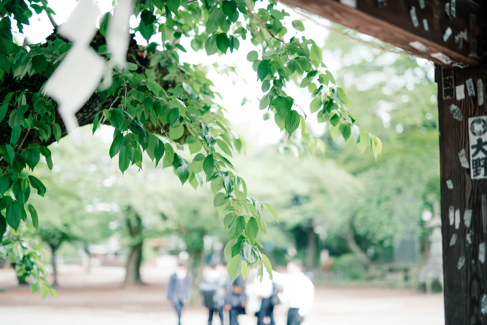 喜多院 木々 日常風景 修学旅行生