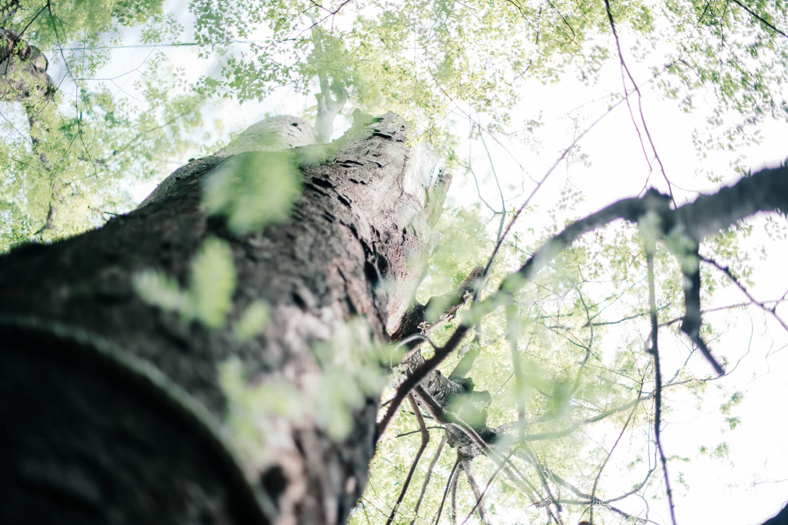 川越氷川神社の御神木