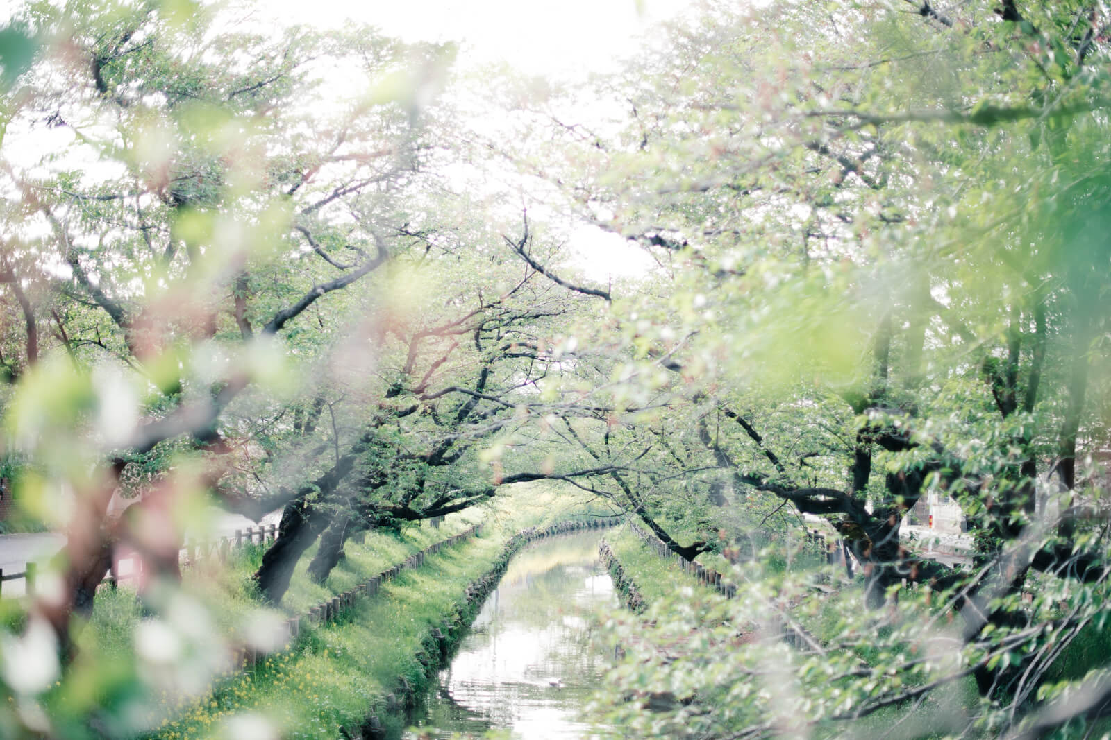 川越氷川神社 新河岸川 春の風景