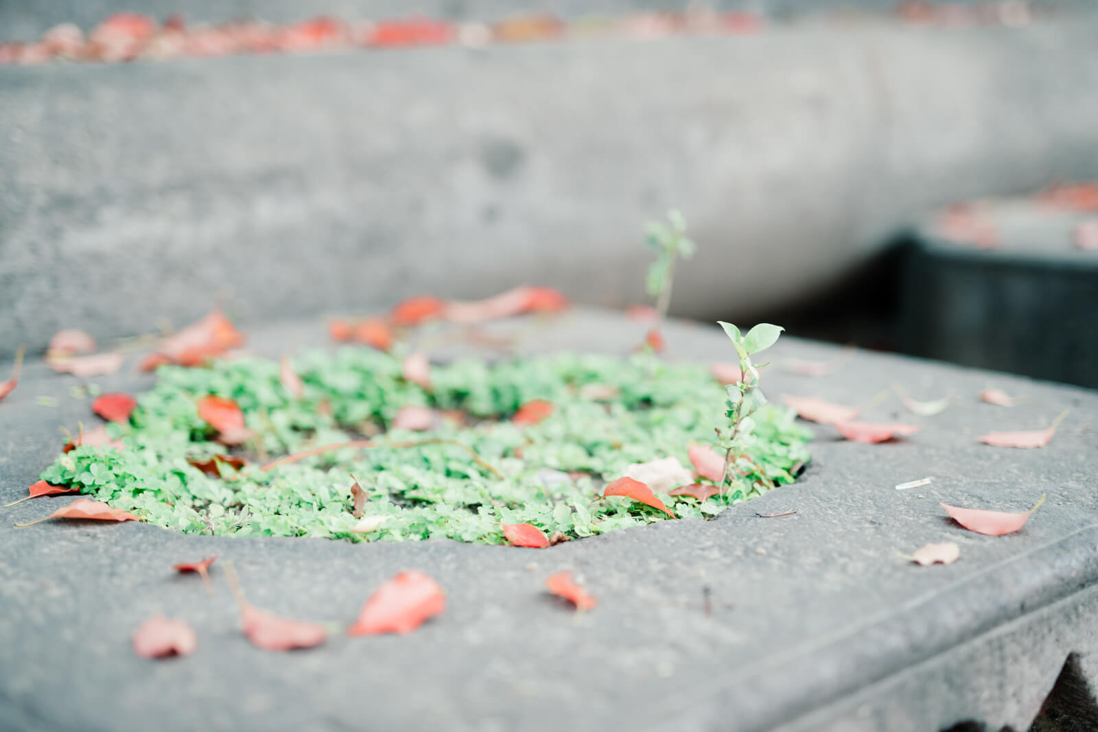富岡八幡宮 葉っぱ