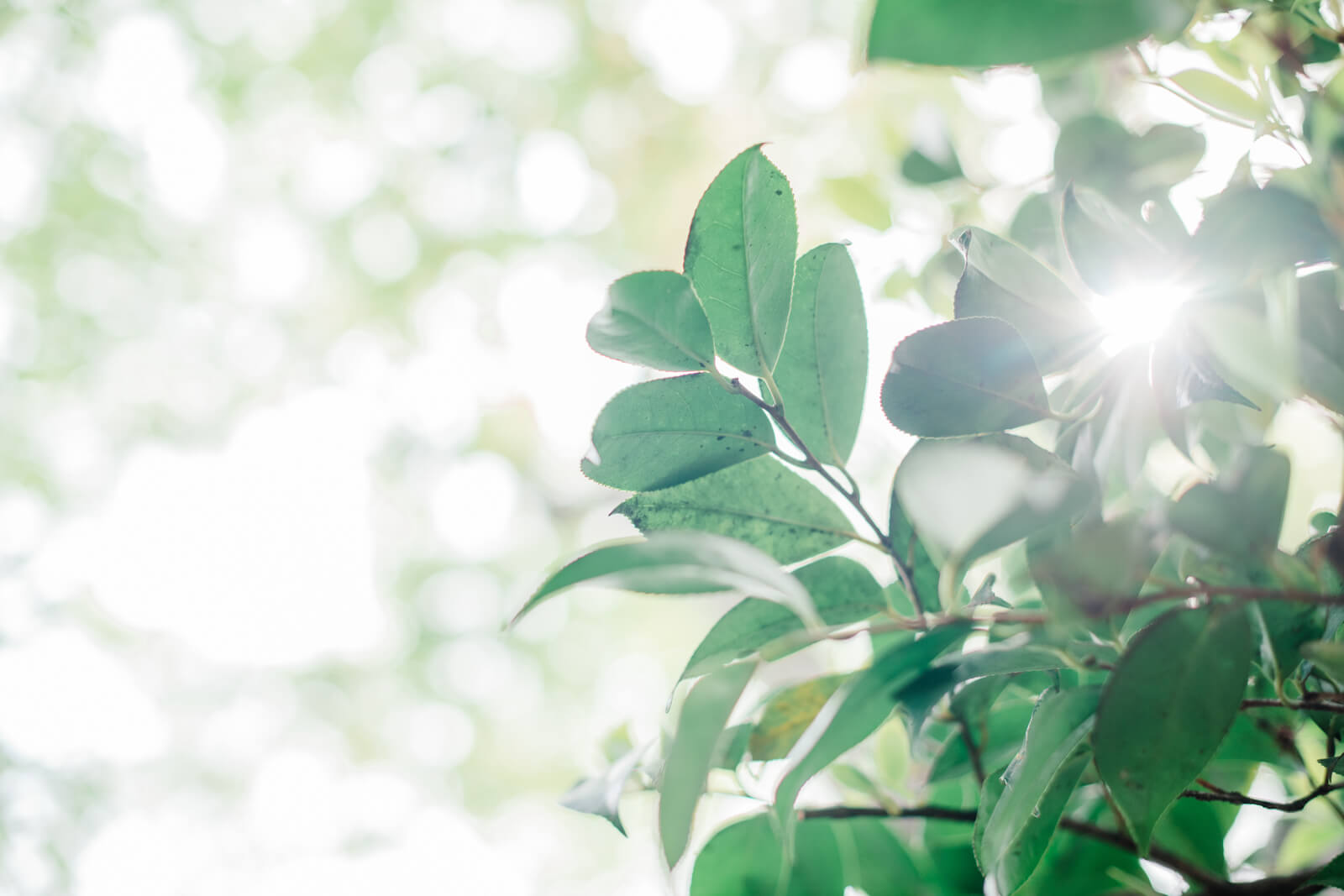 愛宕神社　光景　木々