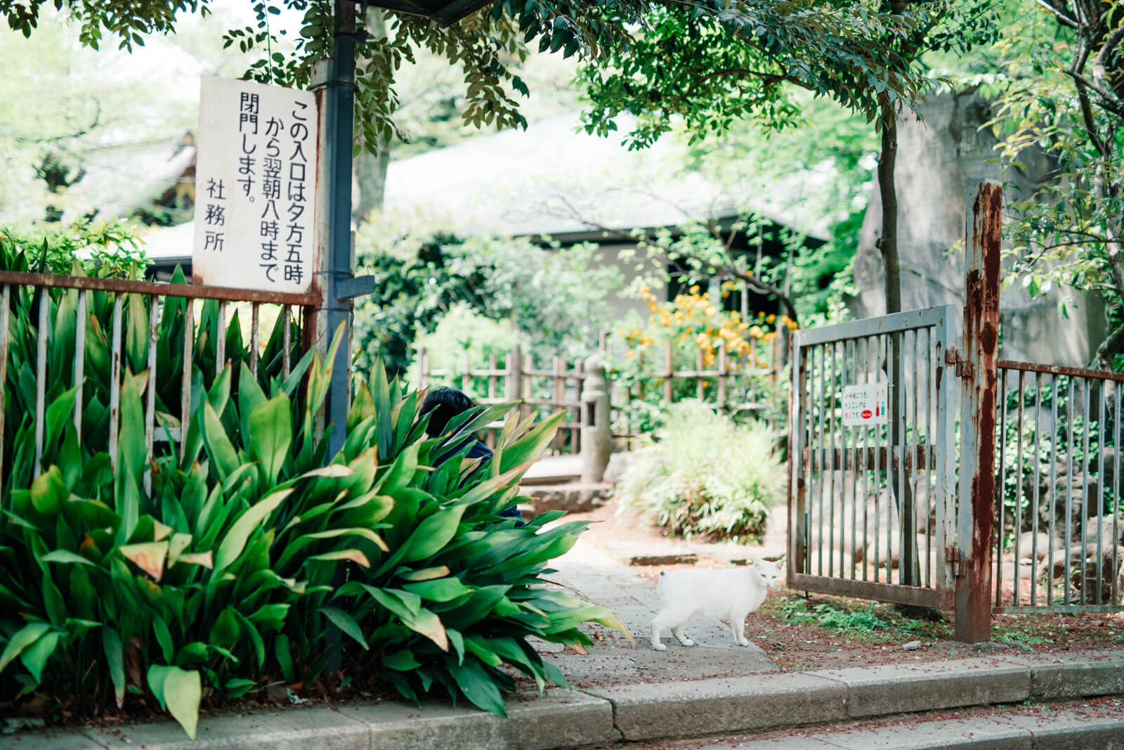 愛宕神社に住んでいる白猫