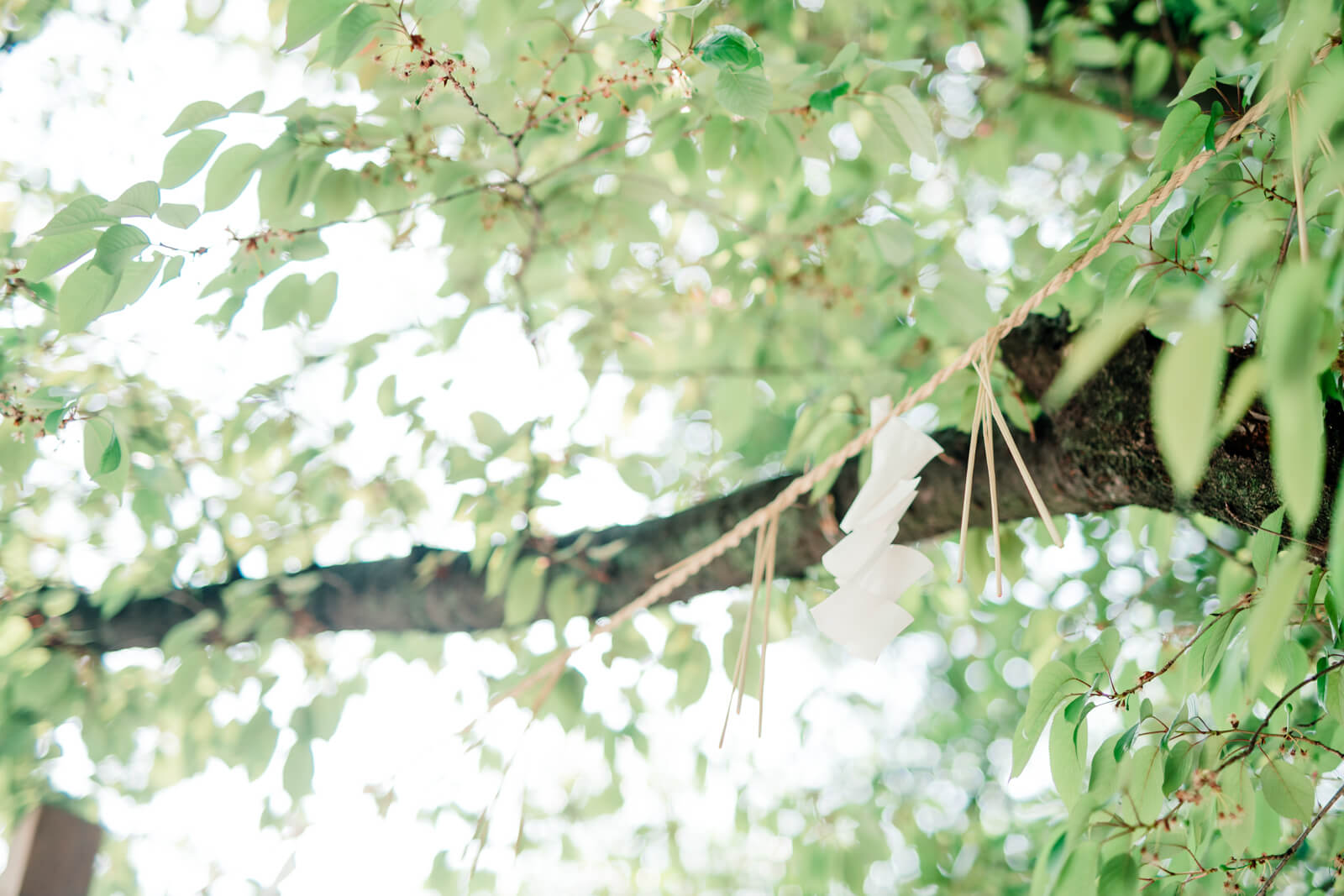 日枝神社　玉串