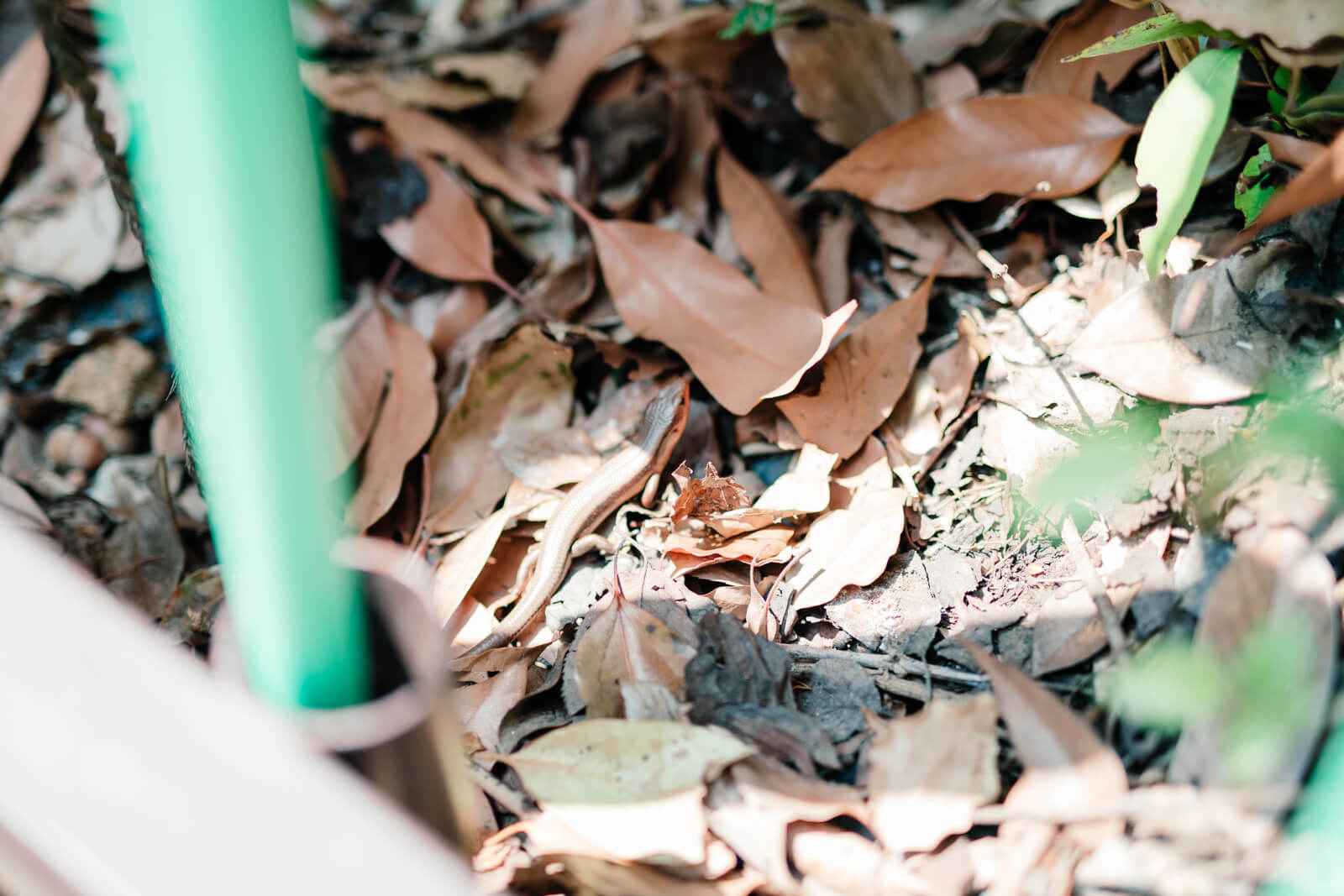 日枝神社にいたニホントカゲ