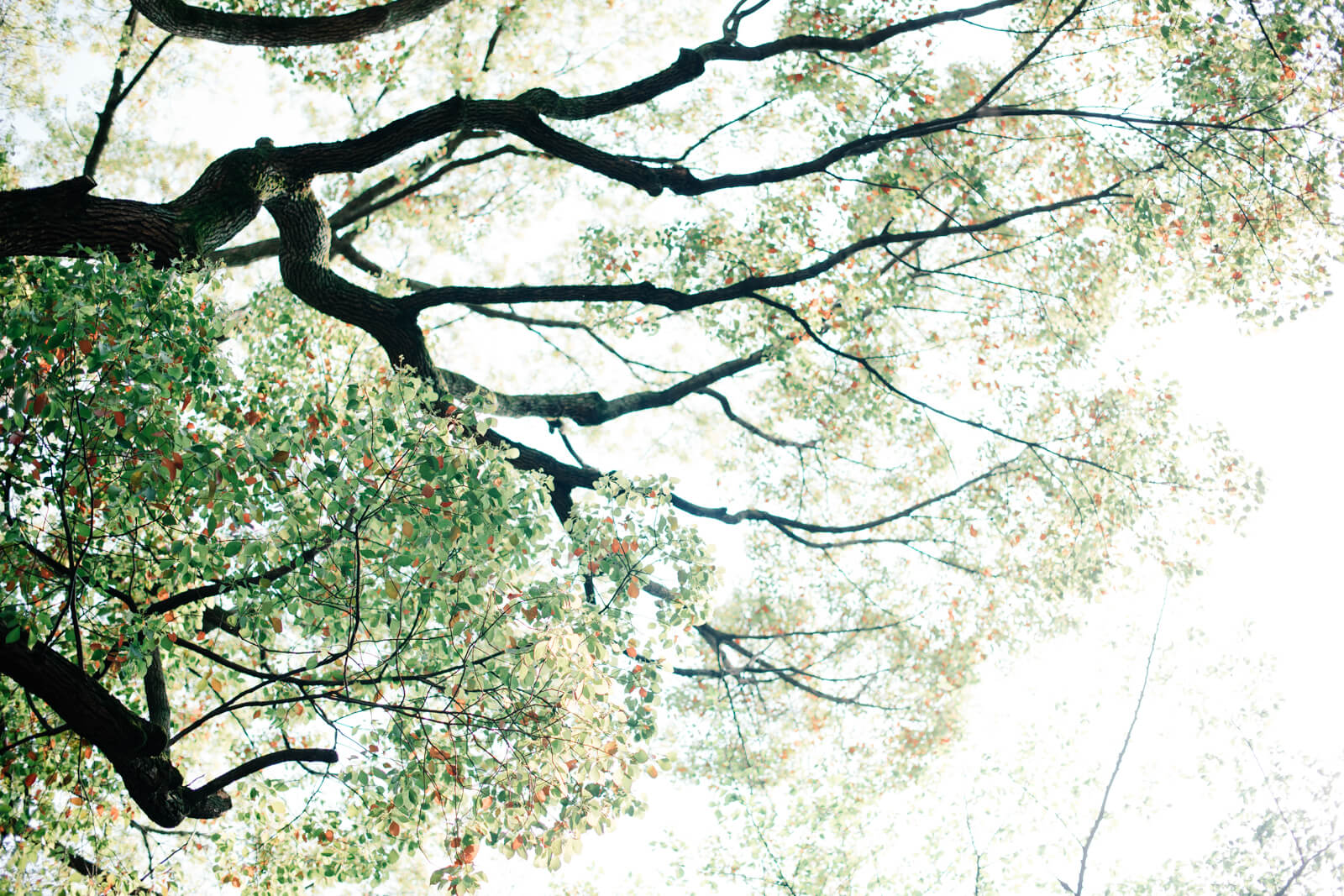 乃木神社　境内の木