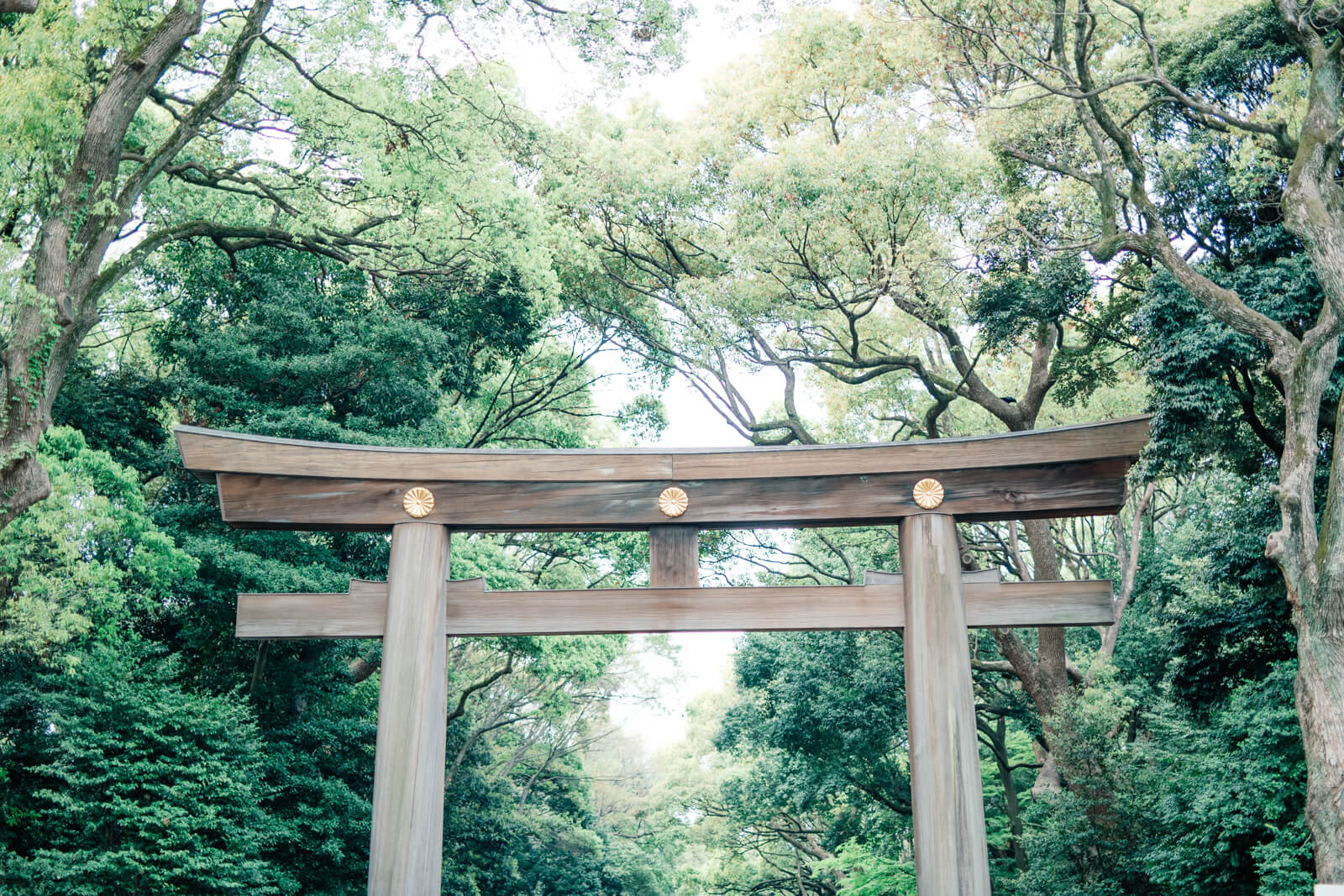 明治神宮　参道の鳥居　