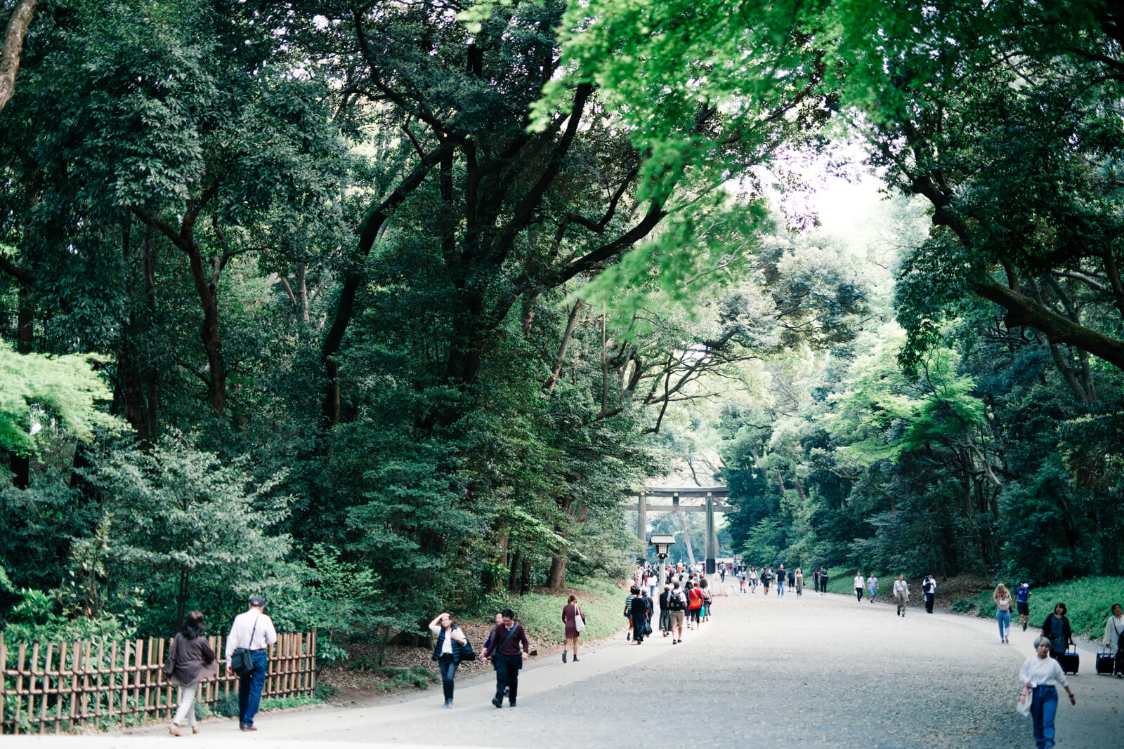 明治神宮　森のような参道