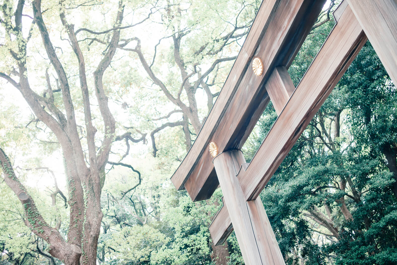 明治神宮　参道の鳥居　七五三とお宮参りの出張撮影