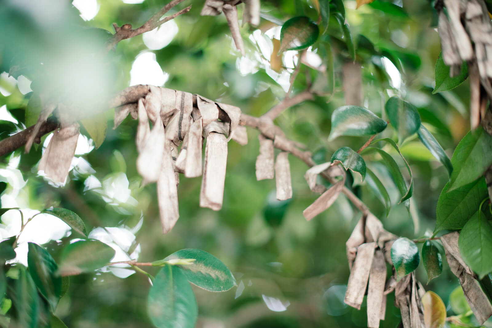 王子神社 おみくじ
