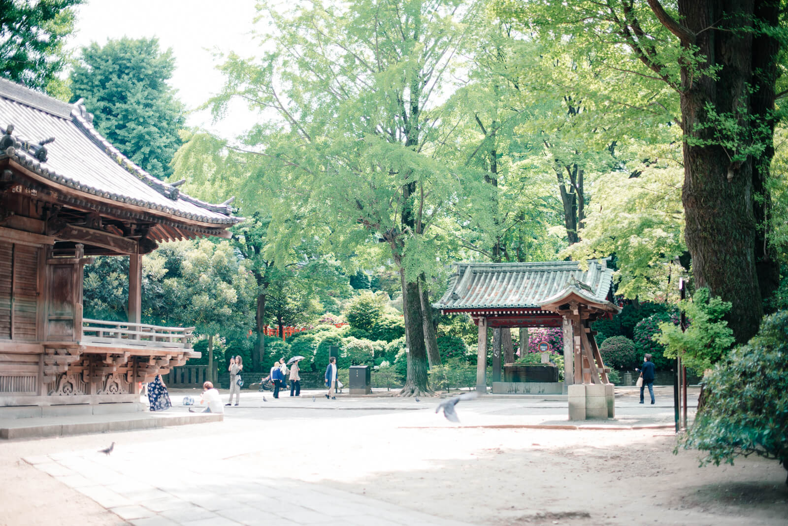 根津神社　七五三　お宮参り　出張撮影