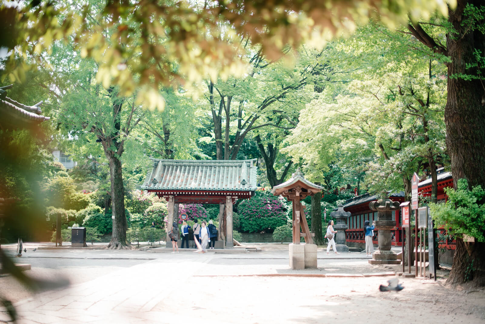 根津神社　ツツジ