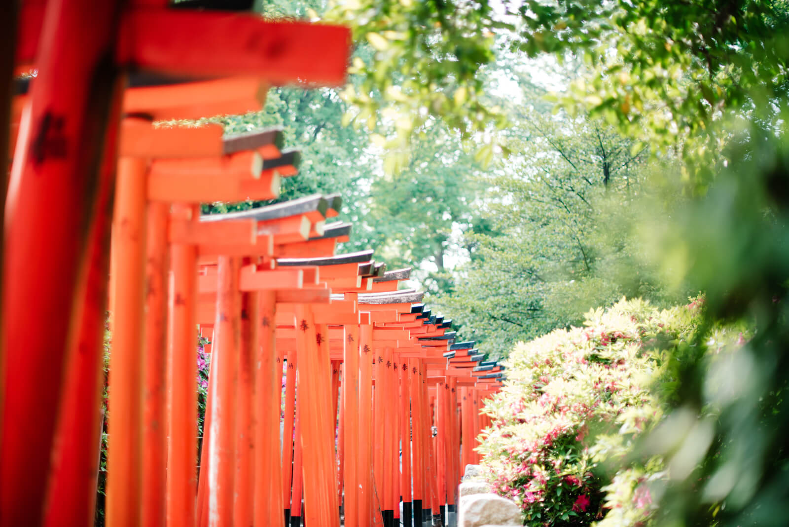 根津神社 千本鳥居